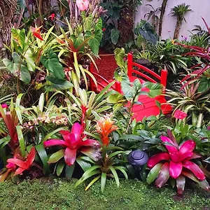 Paradise At Anthurium Hale Hilo